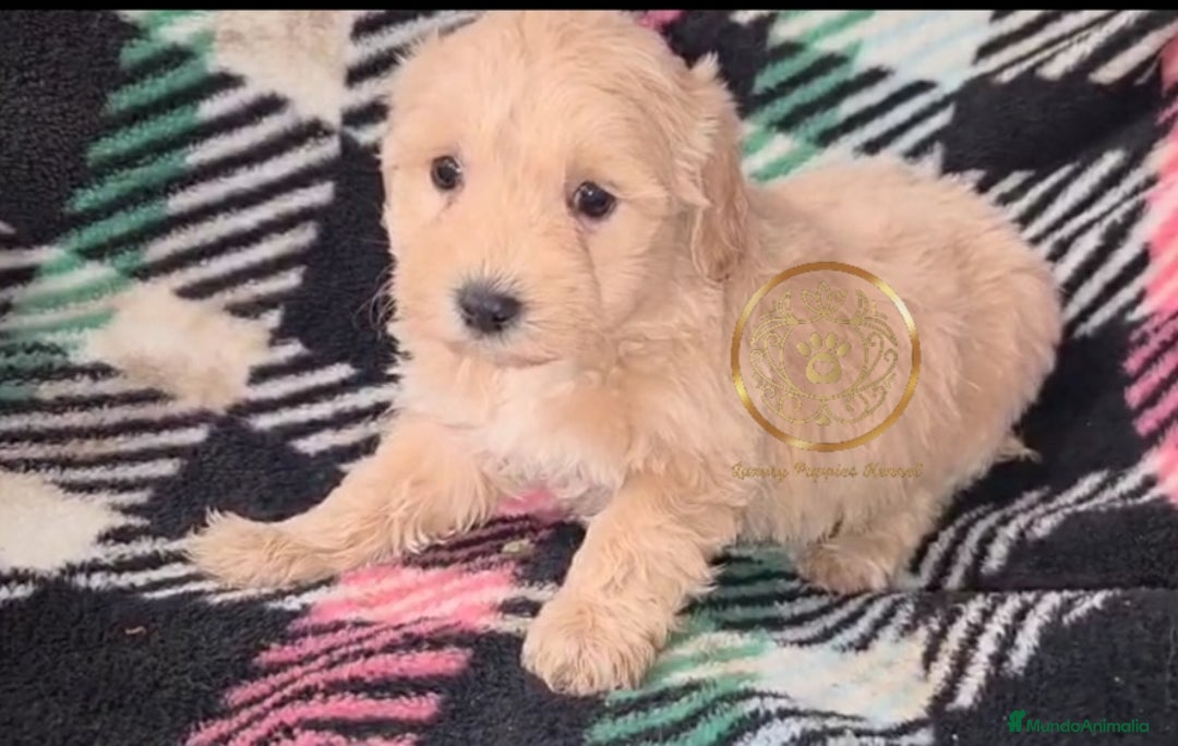 Maltipoo perros en venta: Maltipoo  apricot MACHOS  - Imagen 3