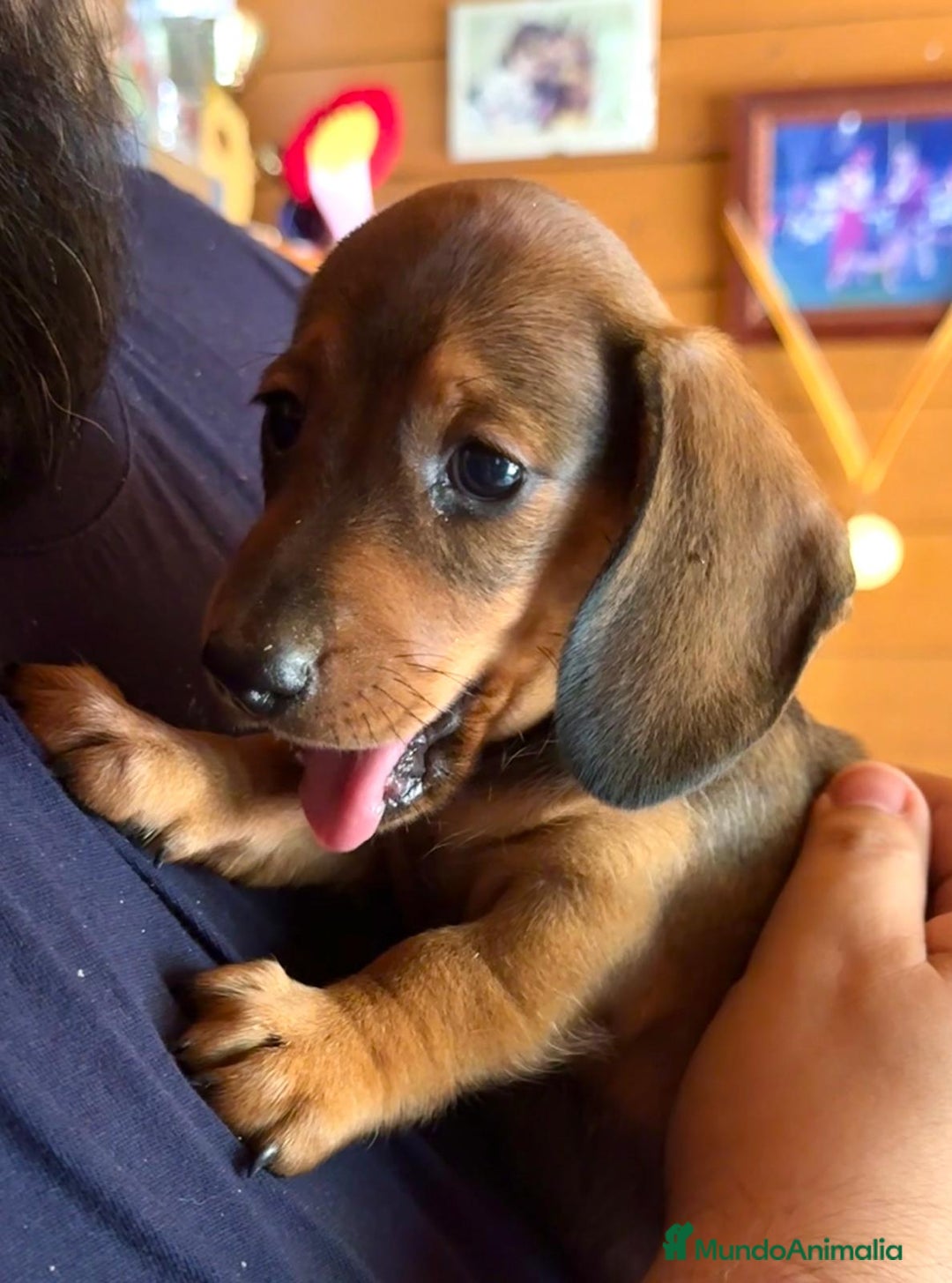 Teckel Miniatura perros en venta: Cachorros Teckel miniatura criadero Valencia en Valencia - Imagen 1
