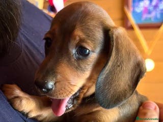 Teckel Miniatura perros Cachorros Teckel miniatura criadero Valencia en Valencia - Anuncio 30