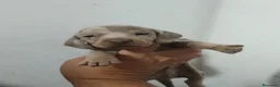 Teckel perros en venta: Espectacular camada de Teckel chocolate Arlequín - Anuncio 9