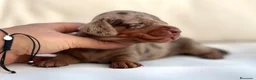 Teckel Miniatura perros en venta: PRECIOSA HEMBRITA ARLEQUÍN CHOCOLATE - Anuncio 2