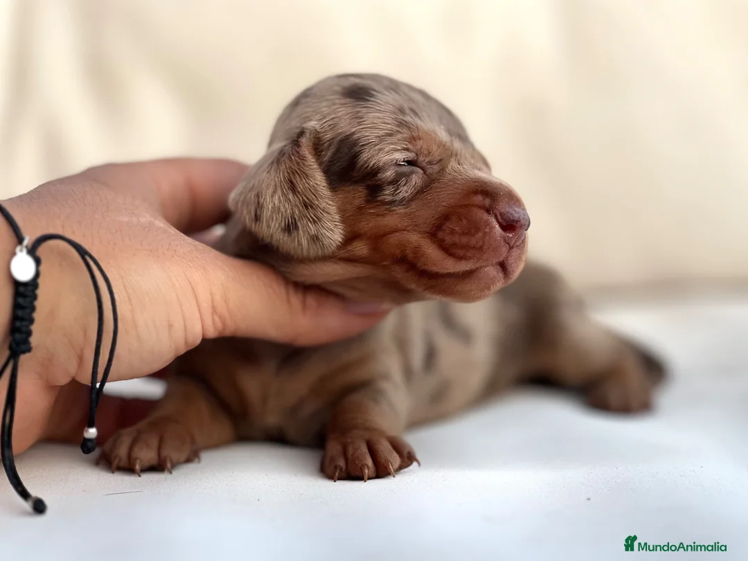 Teckel Miniatura perros en venta: PRECIOSA HEMBRITA ARLEQUÍN CHOCOLATE - Anuncio 2