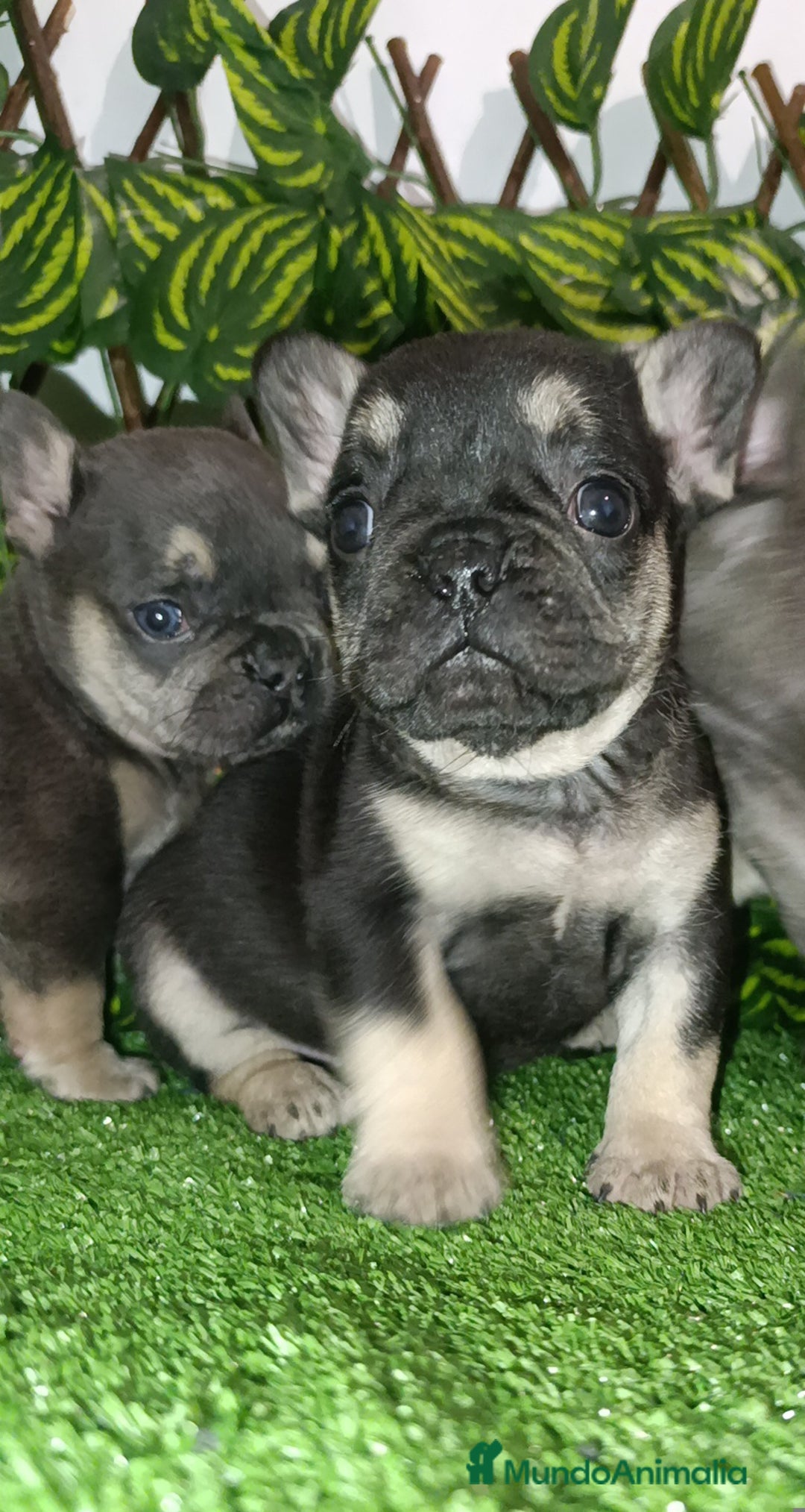 Bulldog Francés perros en venta: Bulldog francés exóticos  - Anuncio 5