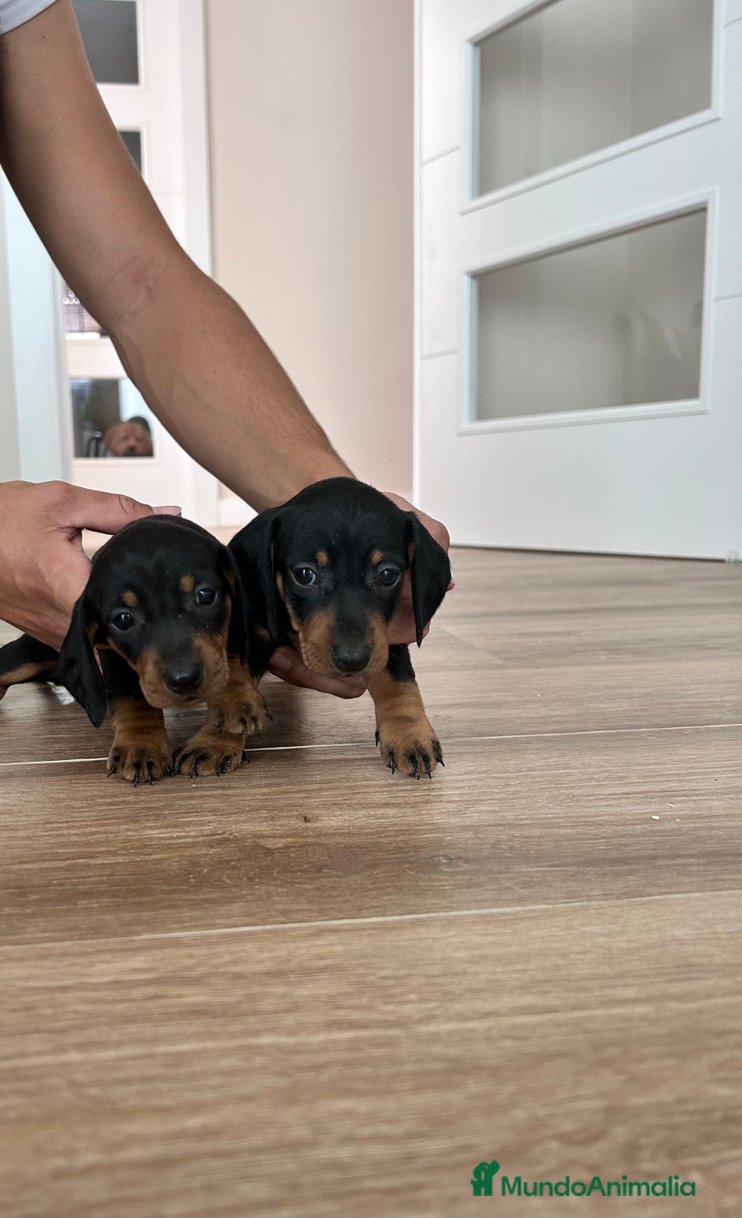 Teckel Miniatura perros en venta: Teckel mini  - Imagen 1