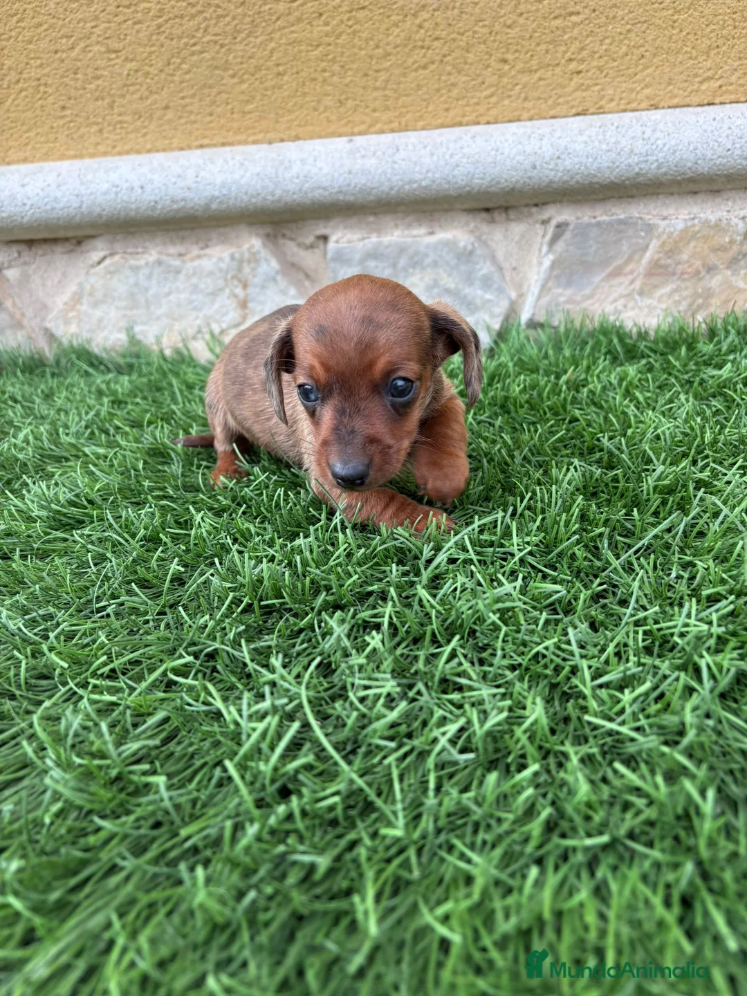 Teckel Miniatura perros en venta: Teckel Kaninchen espectacular cachorro - Anuncio 3