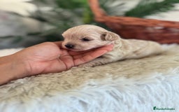 Maltipoo perros en venta: MALTIPOO MACHO - Imagen 30