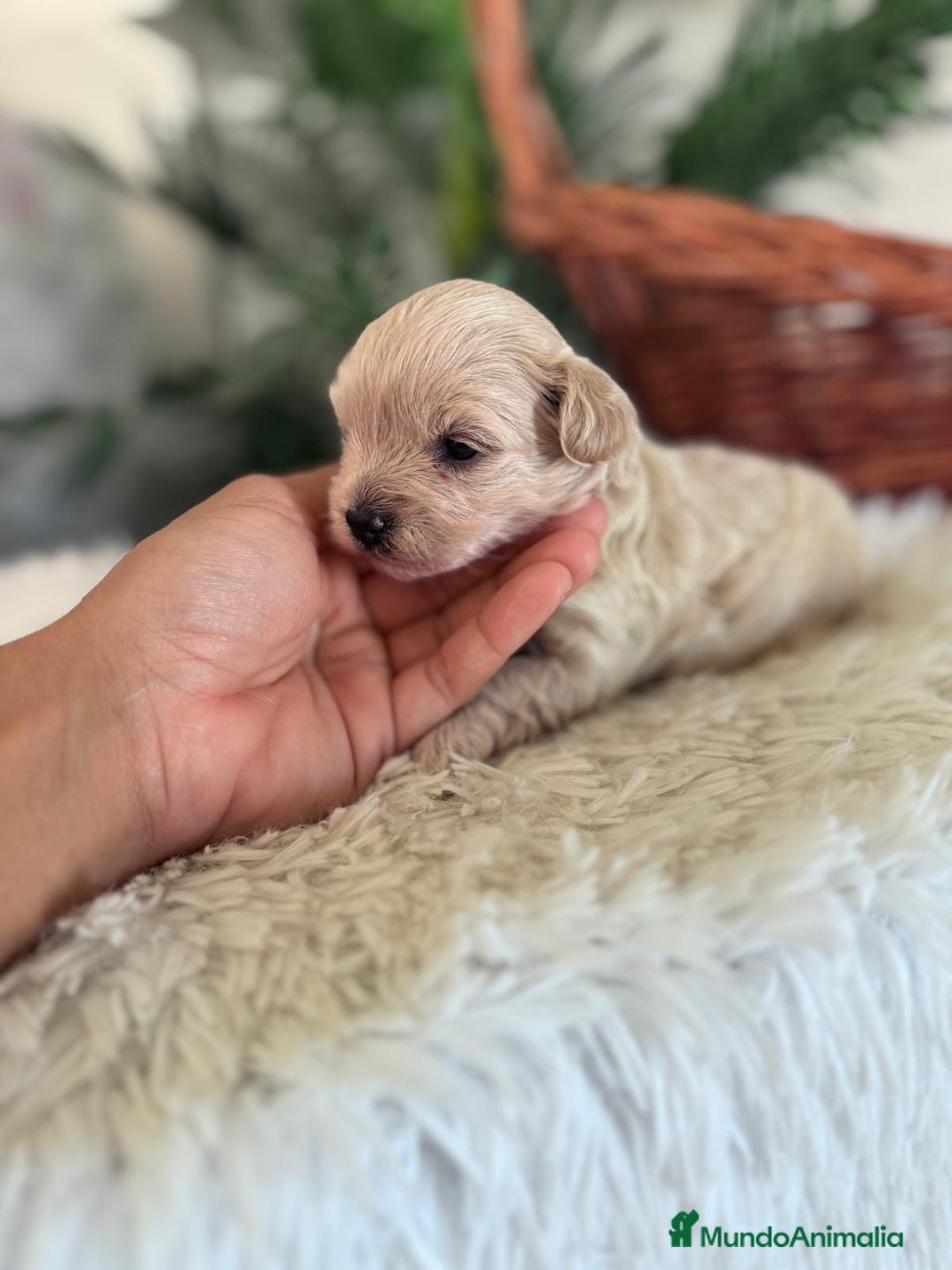 Maltipoo perros en venta: MALTIPOO MACHO - Imagen 30