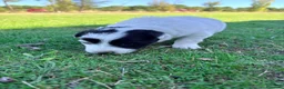 Border Collie perros en venta: Border collie - Anuncio 11