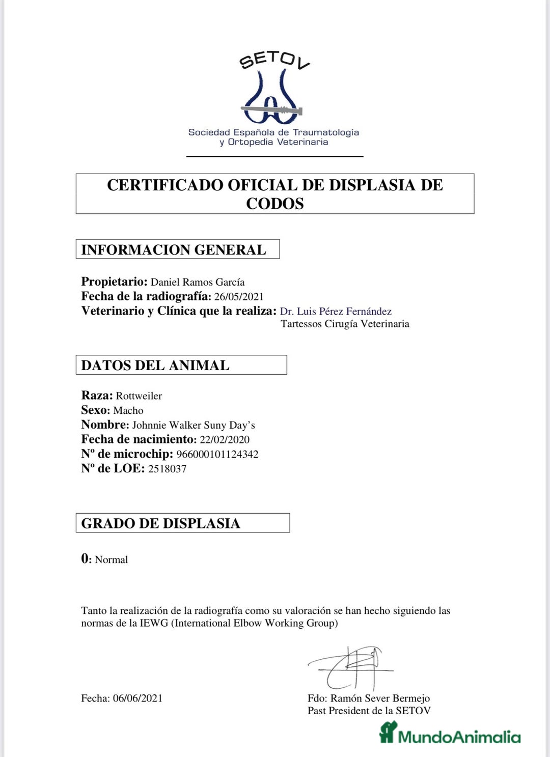 Rottweiler perros para monta: Campeón de España Para montas - Anuncio 7