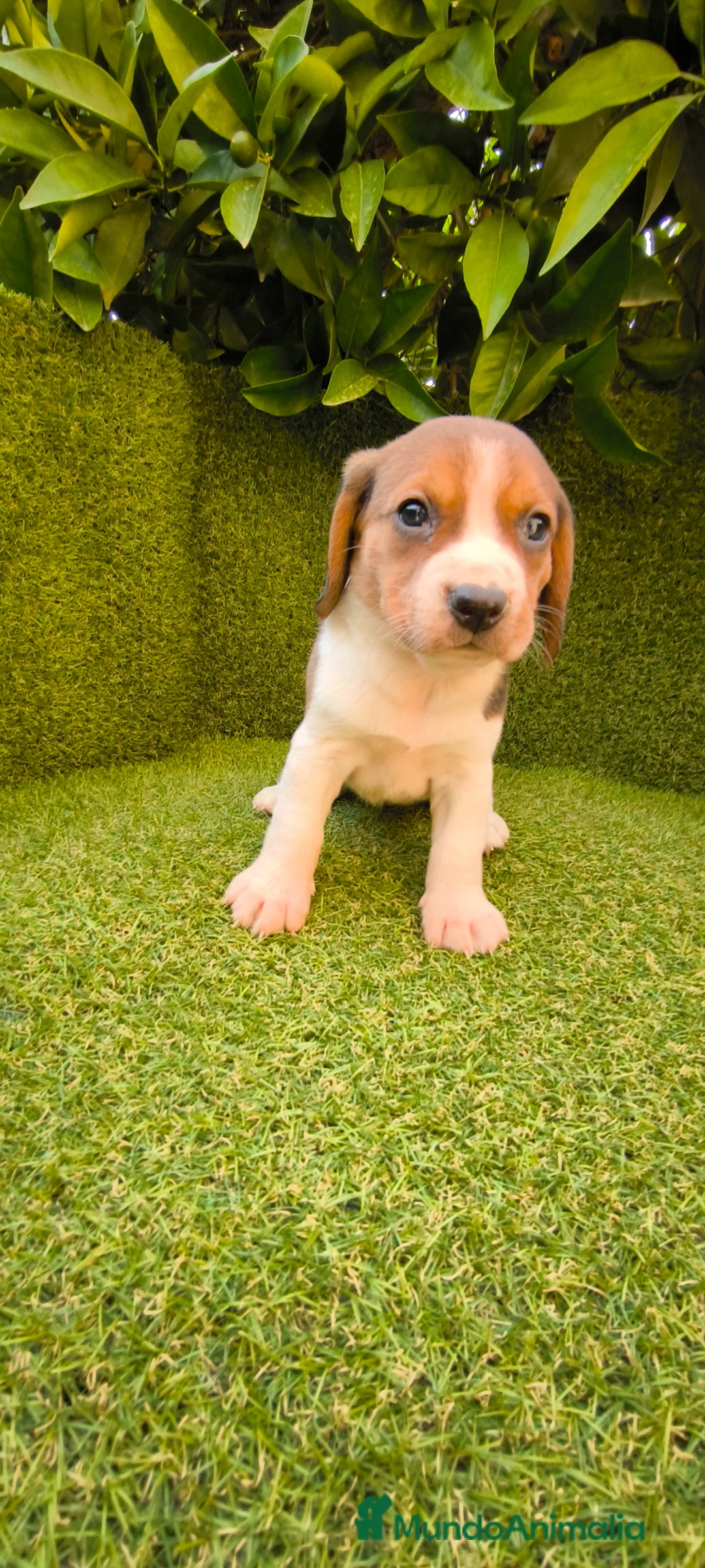 Beagle perros en venta: camada de beagles tricolor  - Anuncio 1