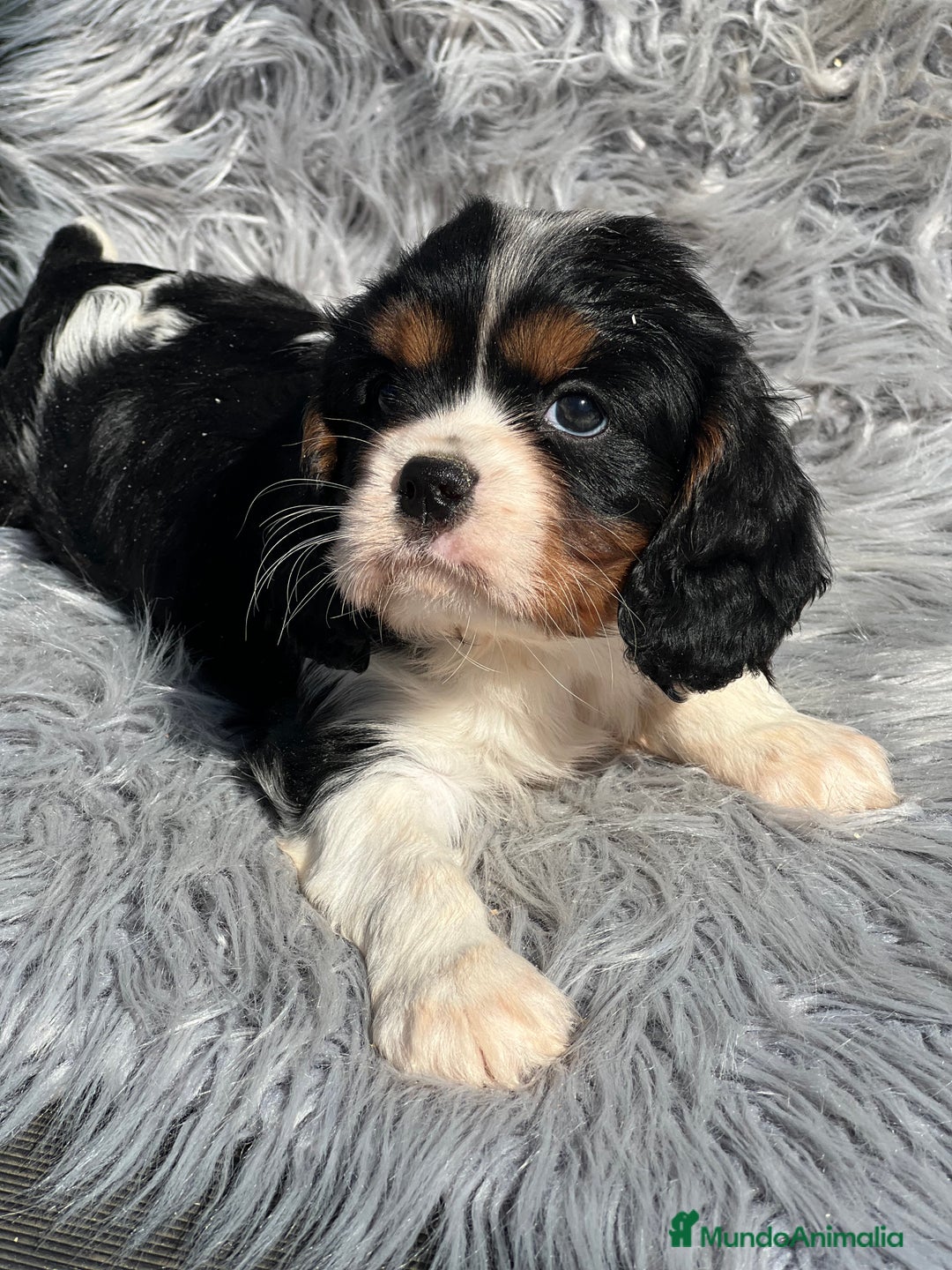 Cavalier King Charles Spaniel perros en venta: Cavalier tricolor macho  - Imagen 2