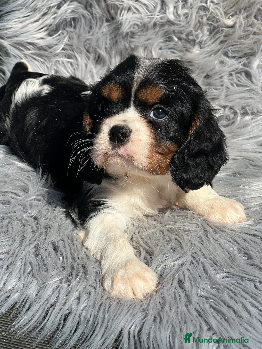 Cavalier King Charles Spaniel perros en venta: Cavalier tricolor macho  - Anuncio 2