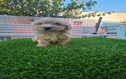 Maltipoo perros en venta: Maltipoo  - Imagen 3
