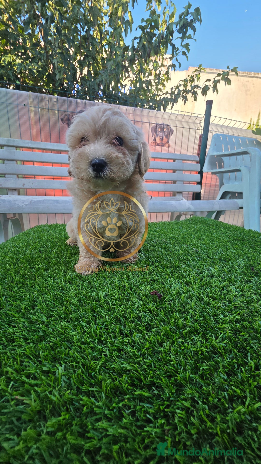 Maltipoo perros en venta: Maltipoo  - Imagen 3