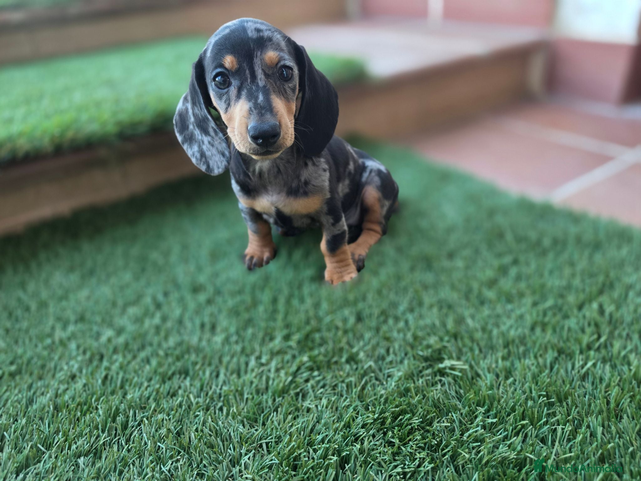 Teckel Miniatura perros TECKEL MINIATURA ARLEQUIN - Anuncio 1