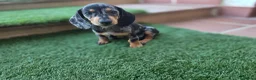 Teckel Miniatura perros en venta: TECKEL MINIATURA ARLEQUIN - Anuncio 1