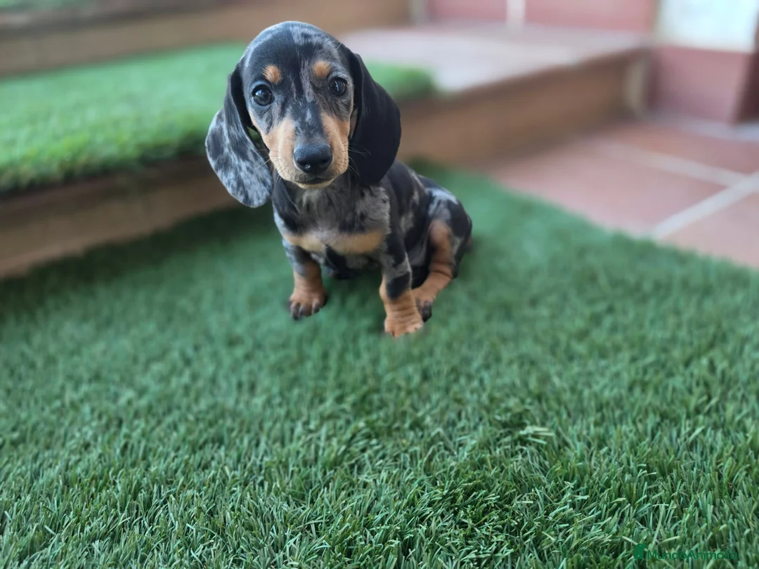 Teckel Miniatura perros en venta: TECKEL MINIATURA ARLEQUIN - Anuncio 1
