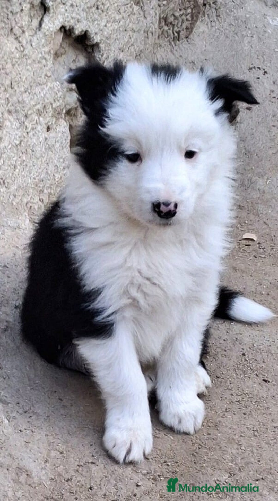 Border Collie perros en venta: Boder collie Navalcarnero  - Anuncio 1