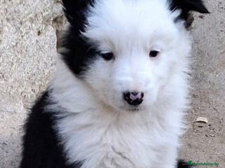 Border Collie perros Boder collie Navalcarnero - Anuncio 18