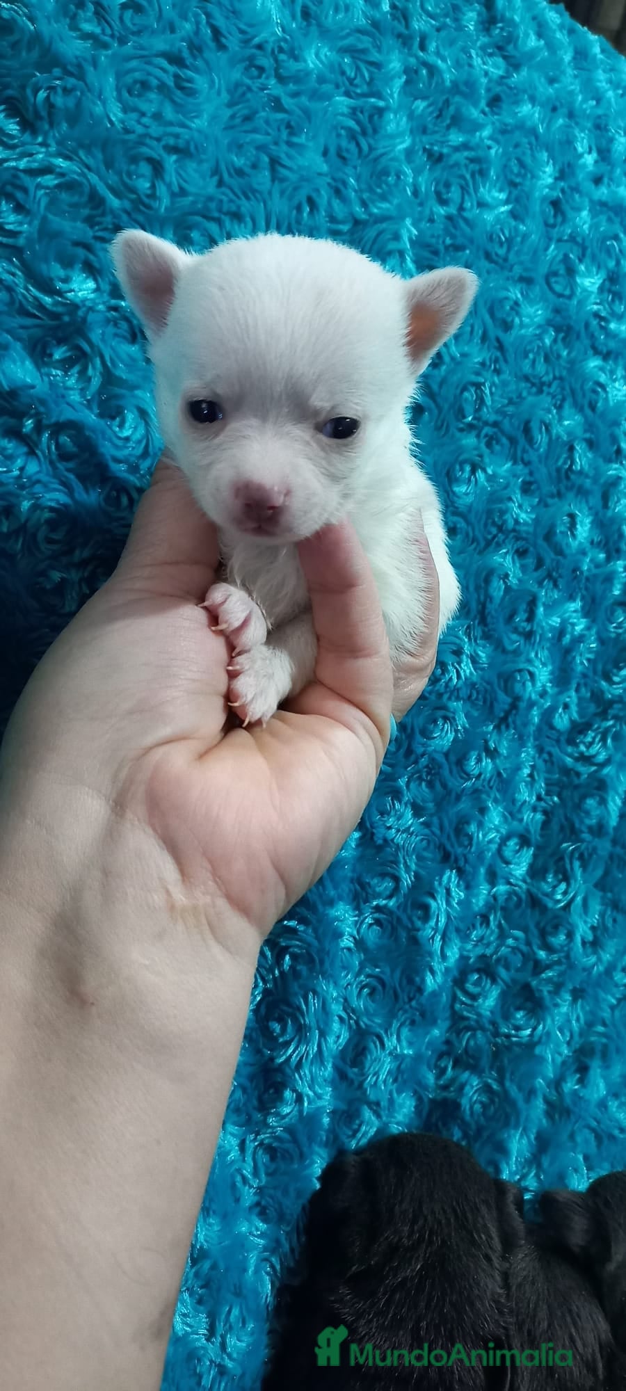 Pomchi perros Pomchis toy azules ,azul y blanco y hembra blanca  - Anuncio 30