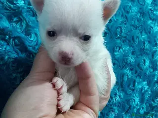Pomchi perros Pomchis toy azules ,azul y blanco y hembra blanca - Anuncio 30