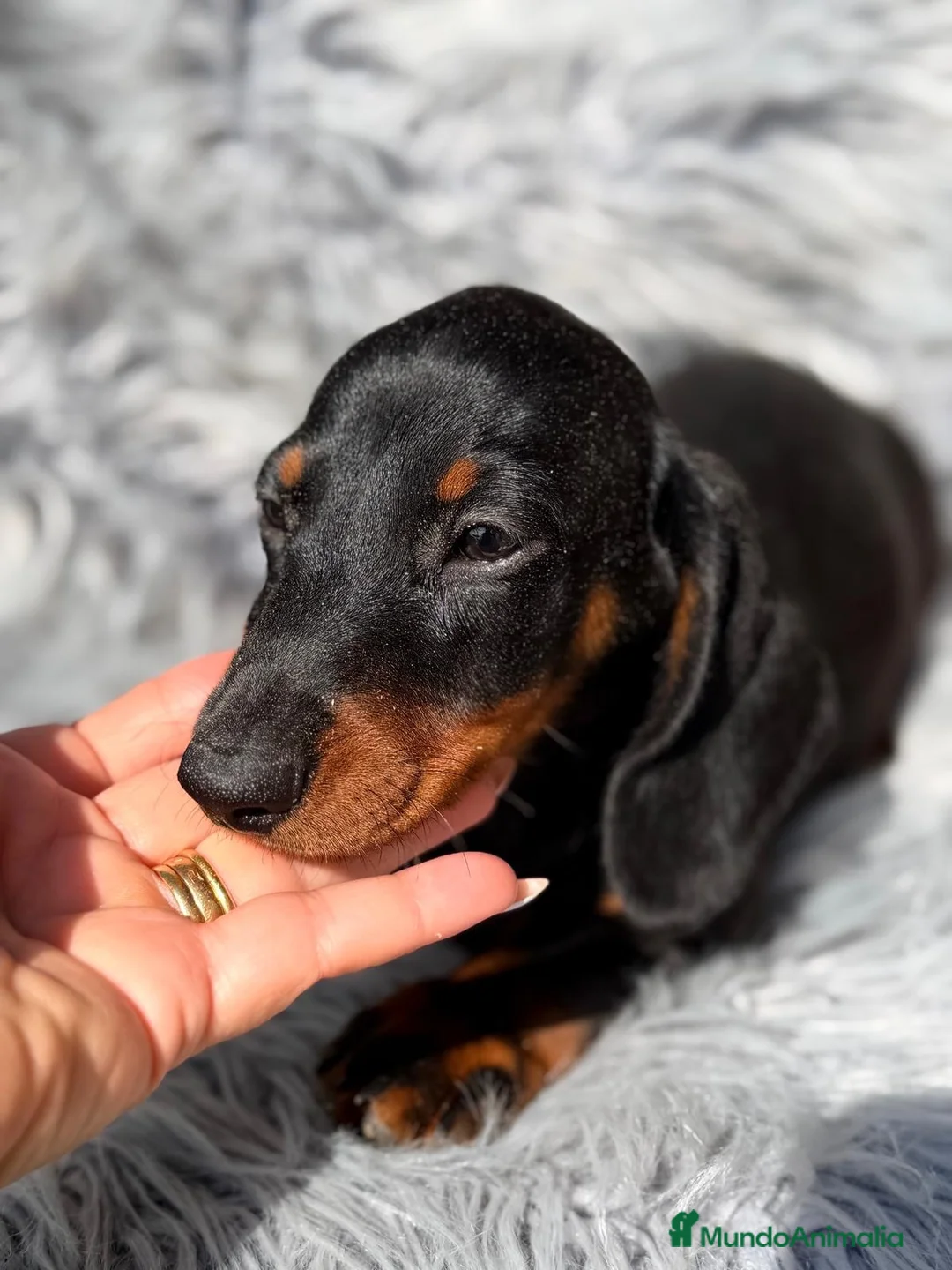 Teckel Miniatura perros en venta: Teckel negro fuego  - Anuncio 2