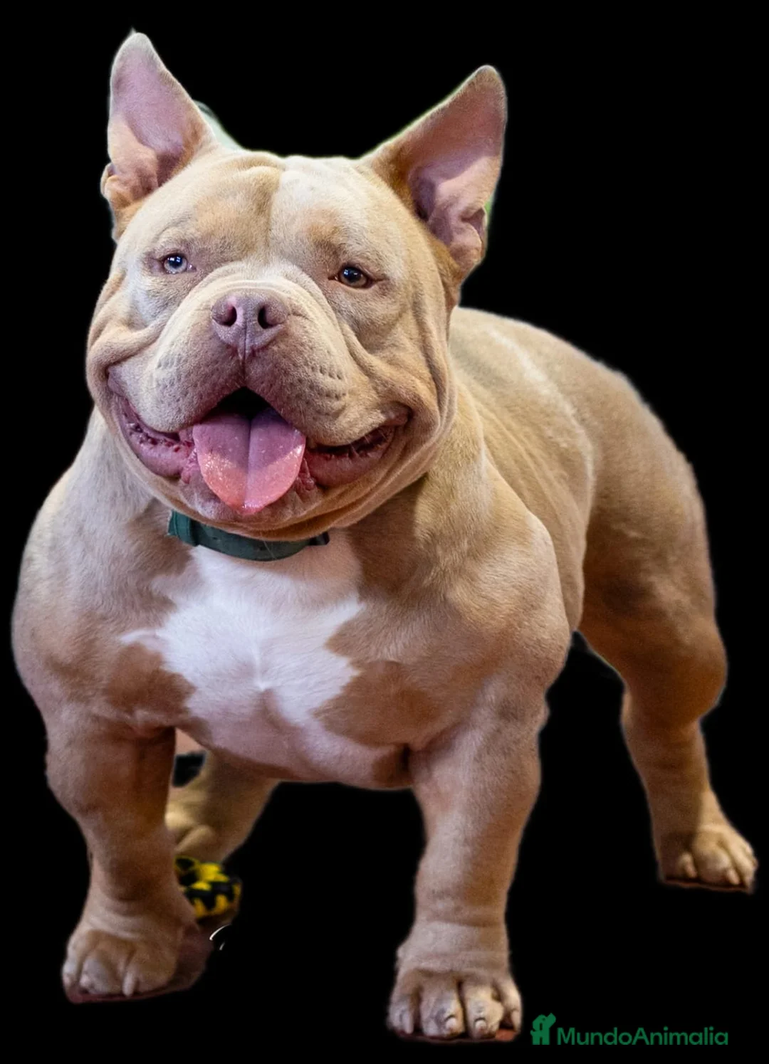 American Bully perros en venta: América bully exótico  - Anuncio 15