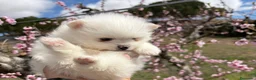 Pomerania perros en venta: Pomerania hembras disponibles toy  - Anuncio 7
