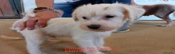 Otras razas perros en venta: Chinese Crested Toy Arlequín. - Anuncio 1