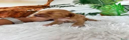 Cocker Spaniel Inglés perros en venta: COCKER SPANIEL INGLES - Anuncio 9