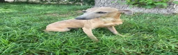 Whippet perros en venta: Galgo enano whipped  - Anuncio 3