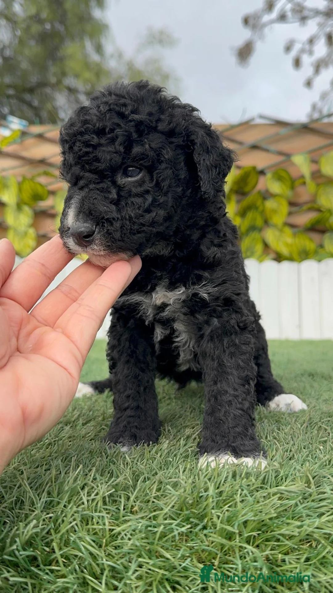 Perro de Agua Español perros en venta: PERRO DE AGUA HEMBRA - Anuncio 7