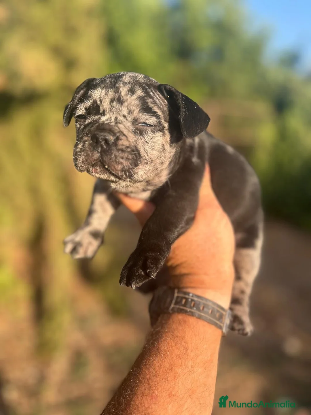 Bulldog Francés perros en venta: Bulldog francés black Merle - Anuncio 2