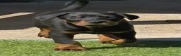 Dobermann perros en venta: Doberman línea europea macho n/f - Anuncio 2