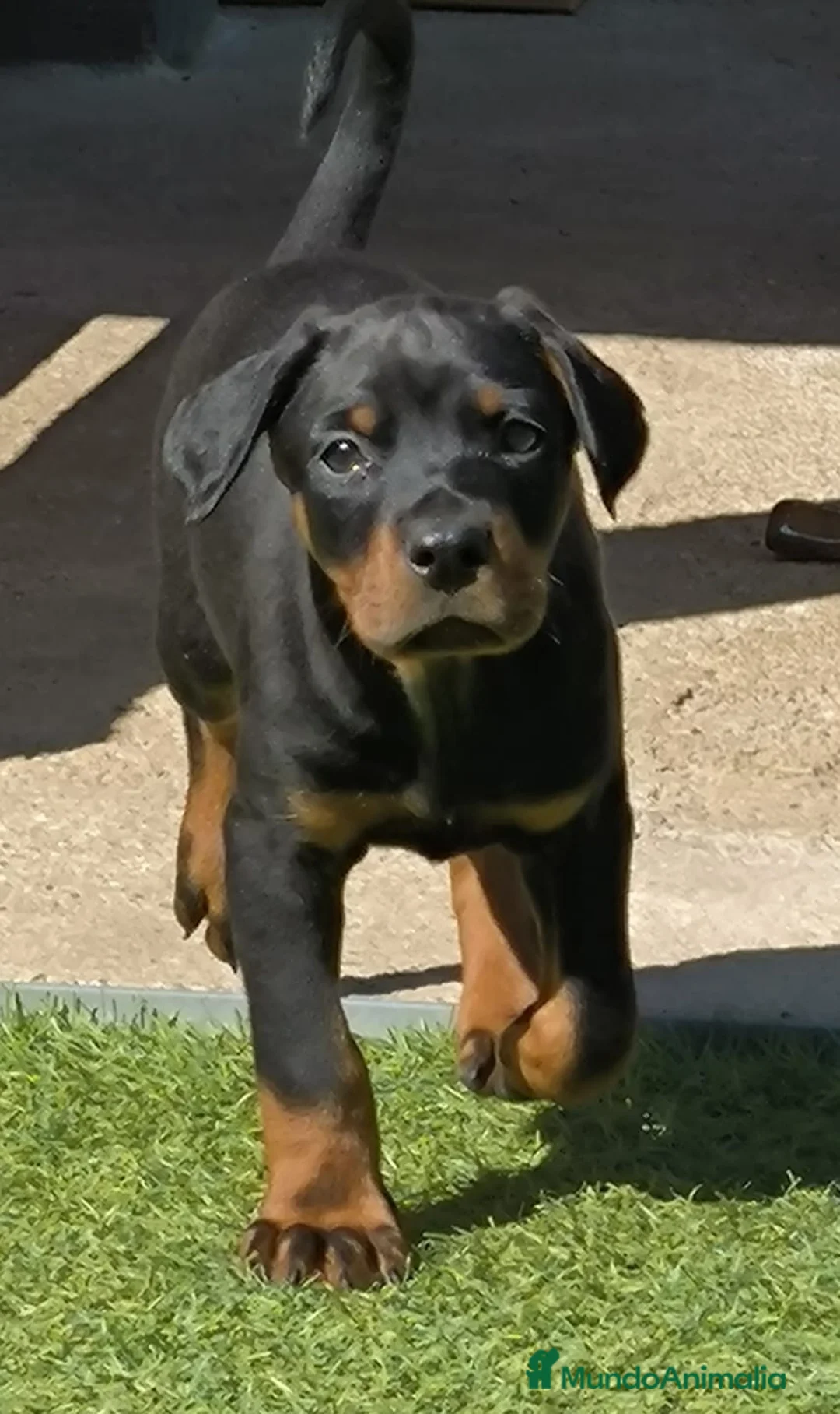 Dobermann perros en venta: Doberman línea europea macho n/f - Anuncio 2