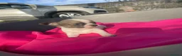 Chihuahua perros en venta: PRECIOSOS CHIHUAHUA RUSO Y ASIÁTICO       - Anuncio 8