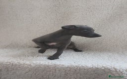 Pequeño Lebrel Italiano perros en venta: Pequeño lebrel Italiano  - Imagen 2