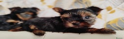 Yorkshire Terrier perros en venta: Yorkshire terrier toy - Anuncio 10