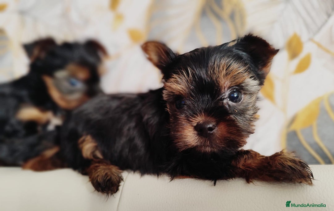 Yorkshire Terrier perros en venta: Yorkshire terrier toy - Anuncio 10