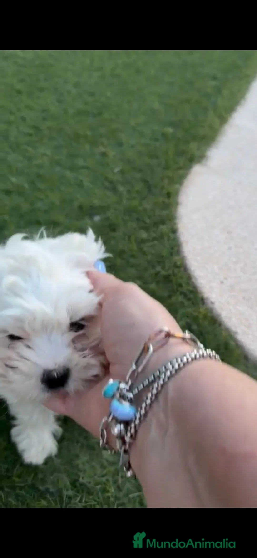 Bichón Maltés perros en venta: Bichon maltes  - Anuncio 1