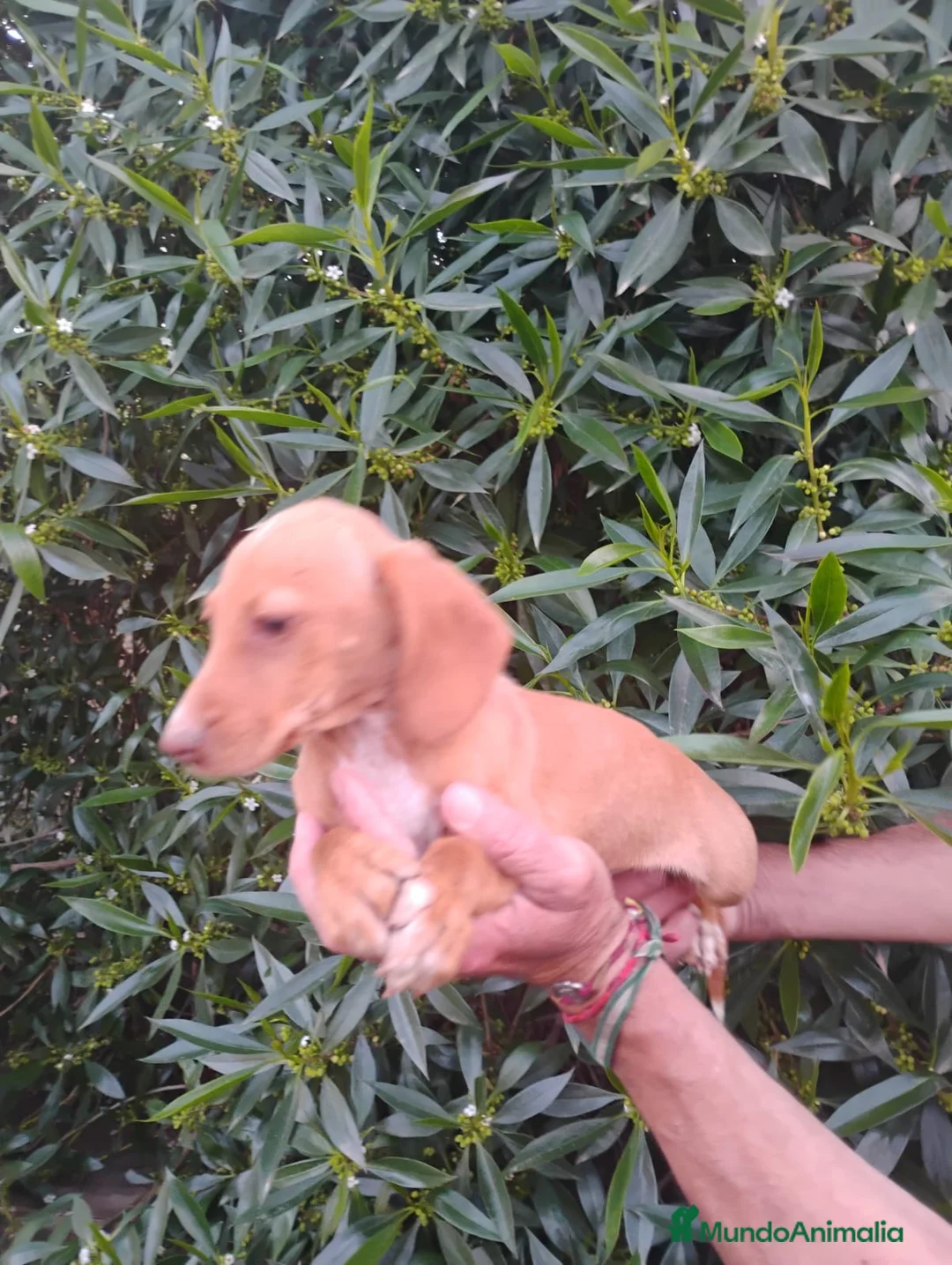 Raza Mixta perros en venta: Cruces de Tekel espectaculares Minis - Anuncio 1