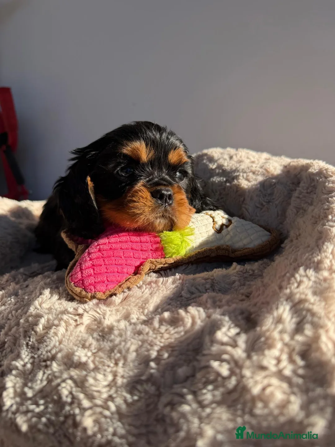 Cavalier King Charles Spaniel perros en venta: Cachorro Cavalier negro fuego y ruby  - Anuncio 4