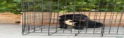 Pastor de Asia Central perros en venta: Macho y hembra alabai - Anuncio 1