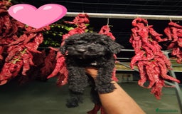 Perro de Agua Español perros en venta: Preciosos cachorros Perros De Agua - Imagen 4