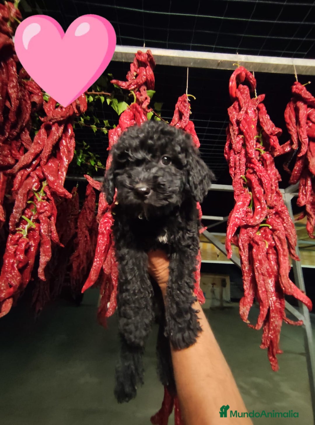 Perro de Agua Español perros en venta: Preciosos cachorros Perros De Agua - Imagen 4
