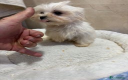 Bichón Maltés perros en venta: Bichon maltés toy  - Anuncio 2