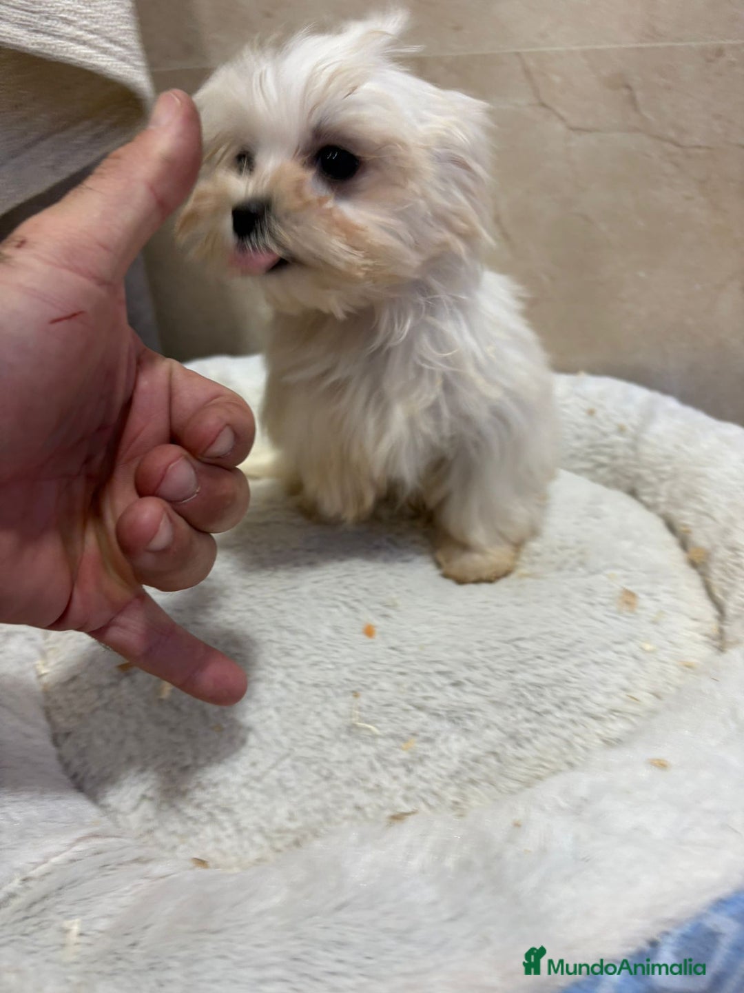 Bichón Maltés perros en venta: Bichon maltés toy  - Anuncio 2