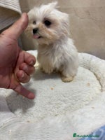 Bichón Maltés perros Bichon maltés toy - Anuncio 7
