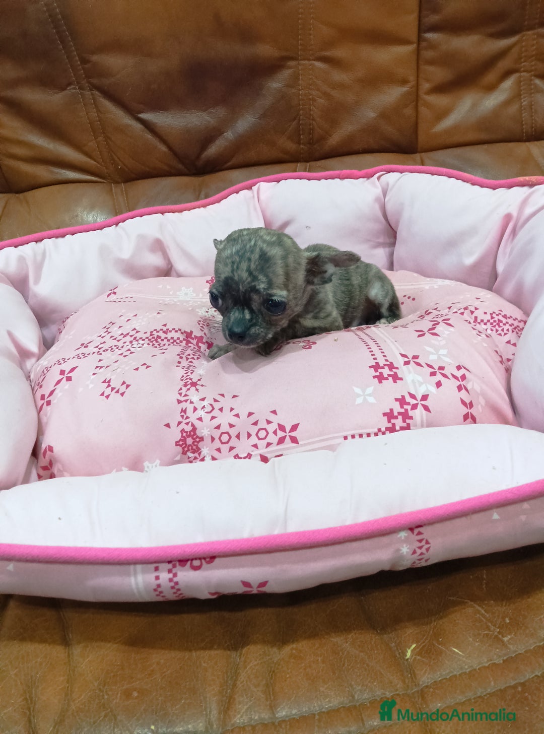Chihuahua perros en venta: Chihuahua toy - Anuncio 2