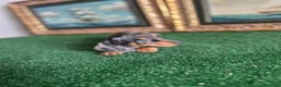 Teckel Miniatura perros en venta: Cachorra arlequín plata  - Anuncio 1